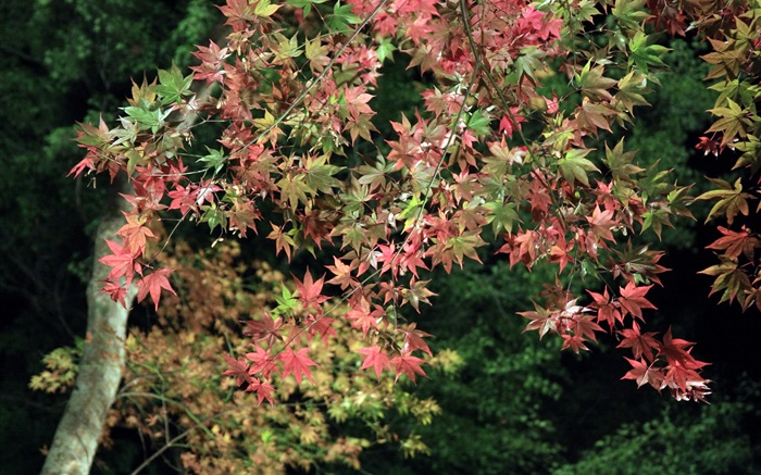 Autumn, tree, green and red maple leaves Wallpapers Pictures Photos Images