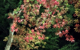 Autumn, tree, green and red maple leaves HD wallpaper