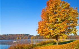 Autumn, tree, yellow leaves, river HD wallpaper
