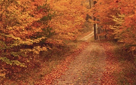 Autumn, trees, road, red leaves HD wallpaper