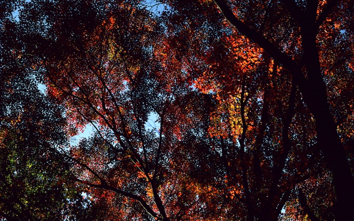Autumn, trees, view top, maple leaves Wallpapers Pictures Photos Images