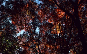 Autumn, trees, view top, maple leaves HD wallpaper