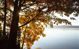 Autumn, yellow leaves tree, lake, sun HD wallpaper