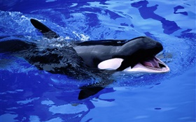 Baby whale, killer whale, blue sea water