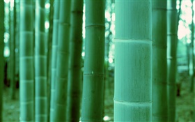 Bamboo close-up, bokeh HD wallpaper