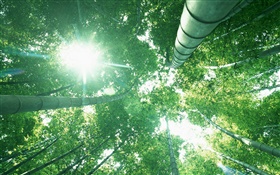 Bamboo forest, look up, sun light, green leaves HD wallpaper