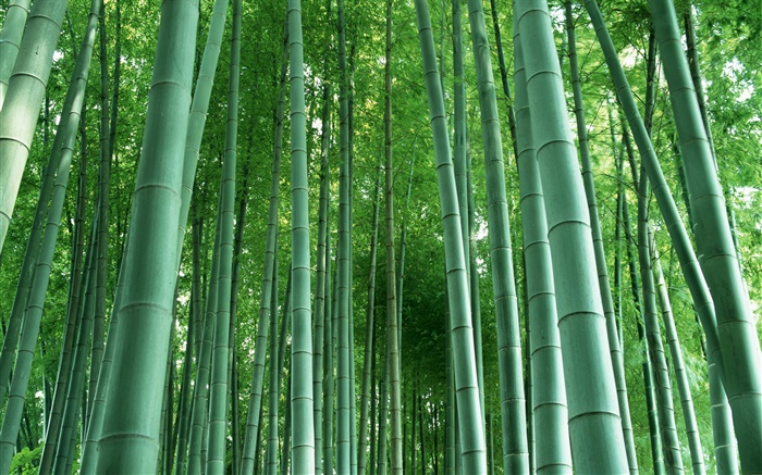 Bamboo forest Wallpapers Pictures Photos Images
