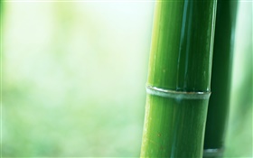 Bamboo partial close-up