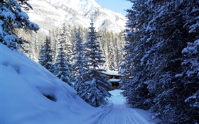 Banff National Park, Canada, trees, house, mountains, snow