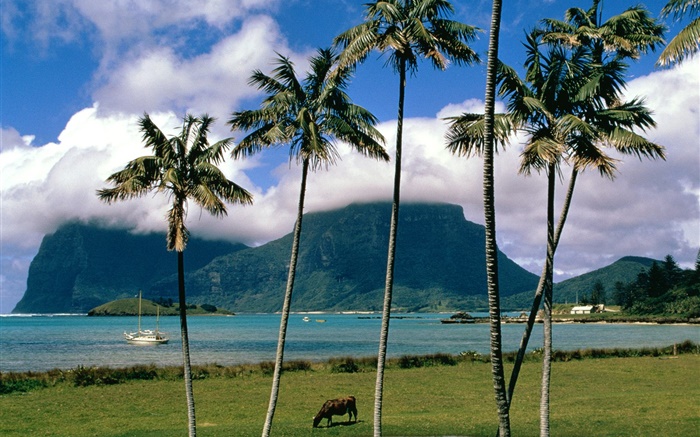 Bay, sea, palm trees, grass, clouds, Australia Wallpapers Pictures Photos Images