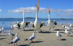 Beach, seagulls, sea birds HD wallpaper