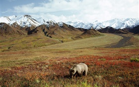 Bear in the grass, mountains HD wallpaper