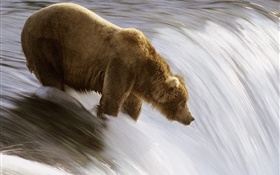 Bear in the water, hunt food HD wallpaper