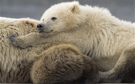 Bear sleep HD wallpaper