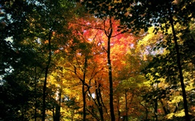 Beautiful autumn forest, red leaves HD wallpaper