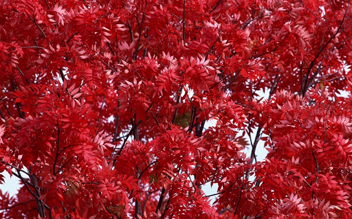 Beautiful autumn, red leaves, trees, forest Wallpapers Pictures Photos Images