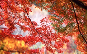 Beautiful autumn, tree, twigs, red maple leaves HD wallpaper