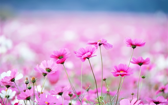 Beautiful kosmeya flowers, bokeh Wallpapers Pictures Photos Images