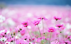 Beautiful kosmeya flowers, bokeh HD wallpaper