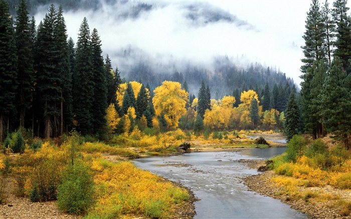 Beautiful nature landscape, forest, trees, fog, river, autumn Wallpapers Pictures Photos Images