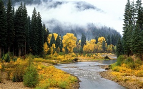 Beautiful nature landscape, forest, trees, fog, river, autumn