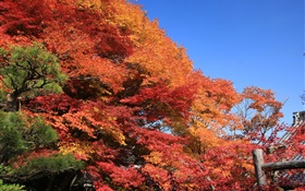 Beautiful red autumn, leaves, trees HD wallpaper