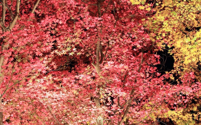 Beautiful red leaves, maple tree, autumn Wallpapers Pictures Photos Images