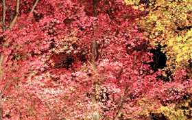Beautiful red leaves, maple tree, autumn HD wallpaper