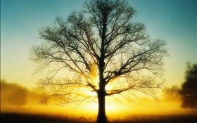 Beautiful sunrise, tree, sun, dawn HD wallpaper