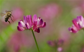 Bee, pink flowers, green background HD wallpaper