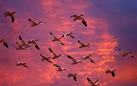 Big wild geese in the red sky, sunset HD wallpaper