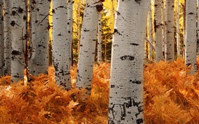 Birch trees, forest, autumn HD wallpaper
