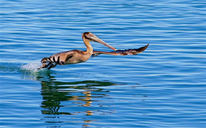 Bird flying in lake surface Wallpapers Pictures Photos Images