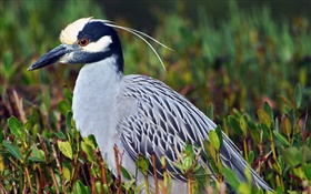 Bird in the grass HD wallpaper