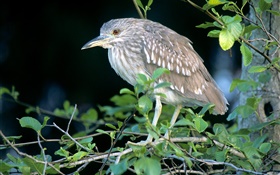 Bird in the tree, twigs, leaves HD wallpaper