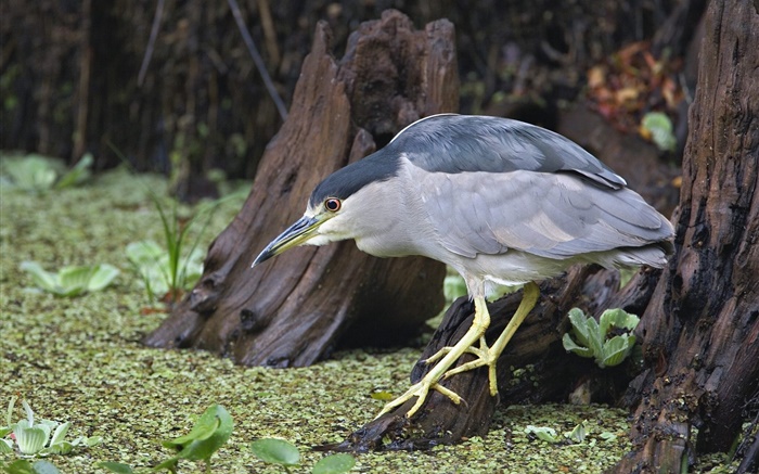 Bird looking for food Wallpapers Pictures Photos Images