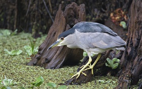 Bird looking for food