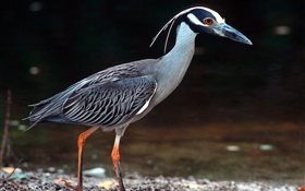 Bird walk HD wallpaper