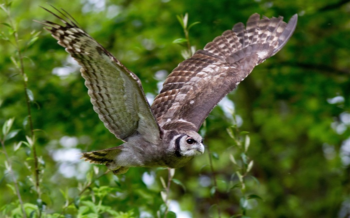 Bird wings, owl flight, bokeh Wallpapers Pictures Photos Images