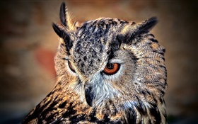 Birds of owl, face close-up HD wallpaper