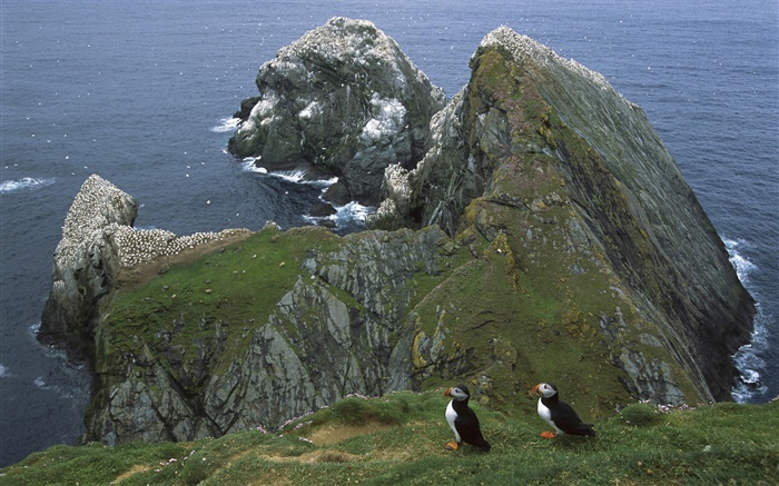 Black and white feathers of seabirds Wallpapers Pictures Photos Images