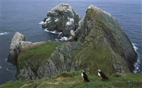 Black and white feathers of seabirds HD wallpaper