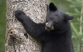 Black bear climb tree HD wallpaper