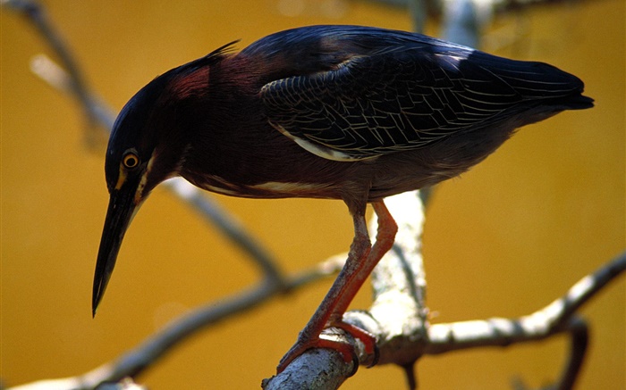 Black feather bird, tree, twigs Wallpapers Pictures Photos Images