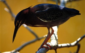 Black feather bird, tree, twigs HD wallpaper