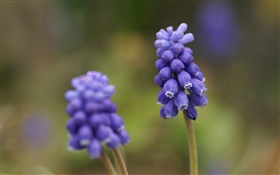 Blue grape hyacinth flower, blur background HD wallpaper