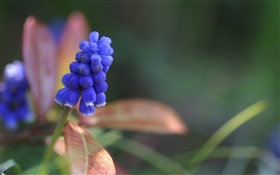 Blue hyacinth flower close-up
