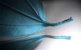 Blue leaf, creative pictures