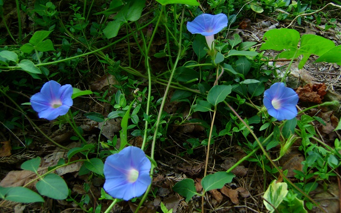 Blue morning glory Wallpapers Pictures Photos Images
