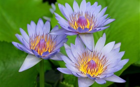 Blue-purple petals of the lotus HD wallpaper